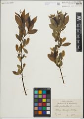 Foto von Salix pentandra L.